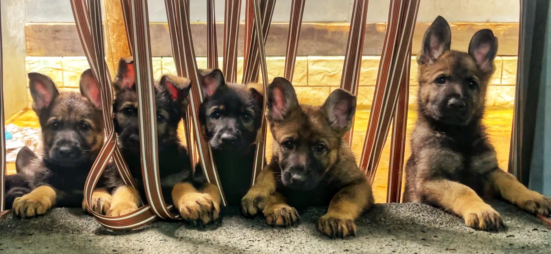 Cachorros de pastor alemán de una camada D’Acosta Haus