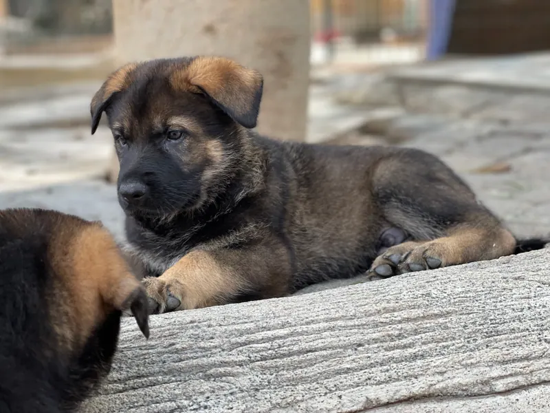 Cachorro de pastor alemán descansando sobre un escalón
