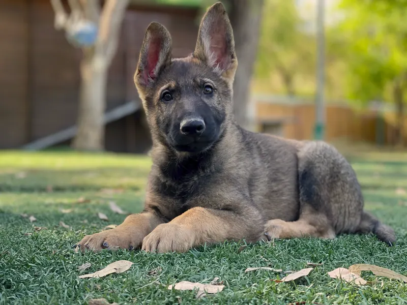 Cachorro de pastor alemán gris tumbado sobre el césped