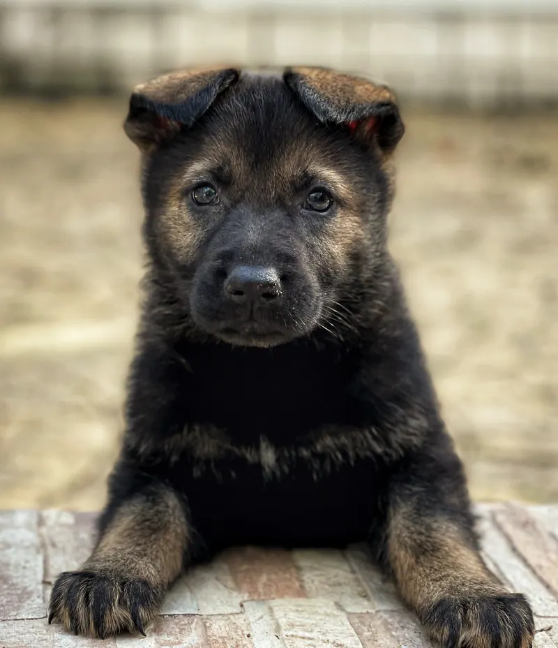 Cachorro de pastor alemán con las orejas aún dobladas