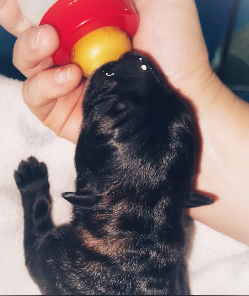 Cachorro recién nacido sostenido con cuidado