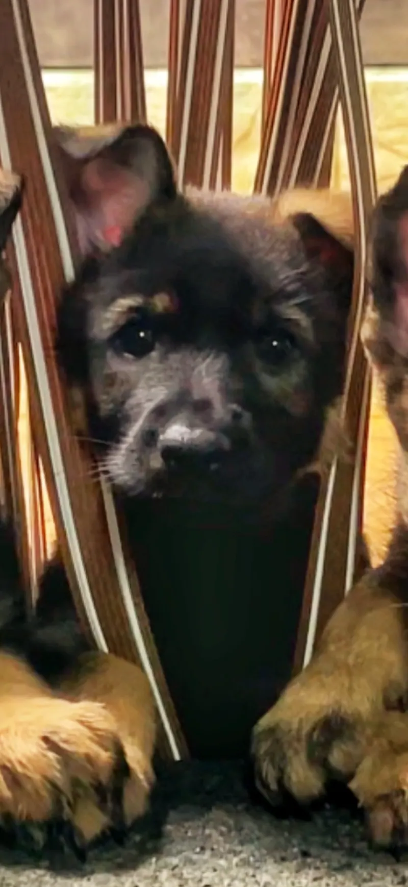 Cachorro de pastor alemán detrás de una reja