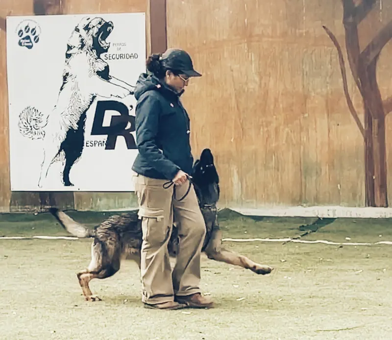 Pastor alemán realizando un ejercicio de obediencia con su guía