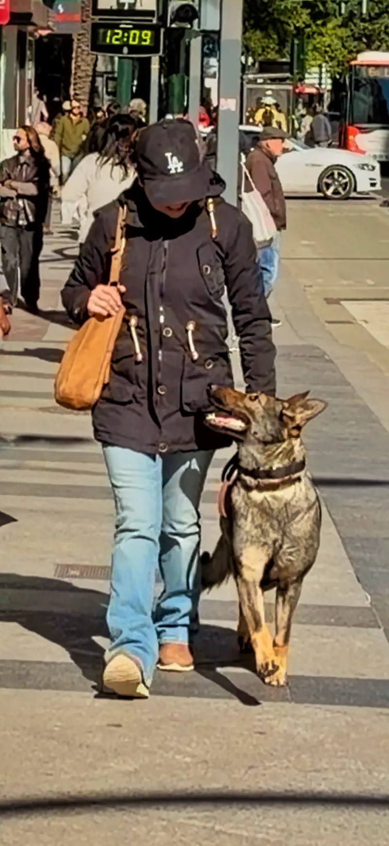 Pastor alemán paseando por la ciudad junto a su guía