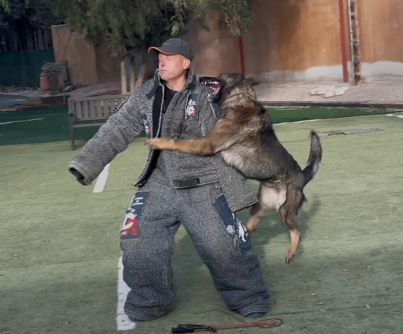 Pastor alemán saltando durante un ejercicio de protección