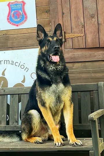 Pastor alemán sentado junto a un banco