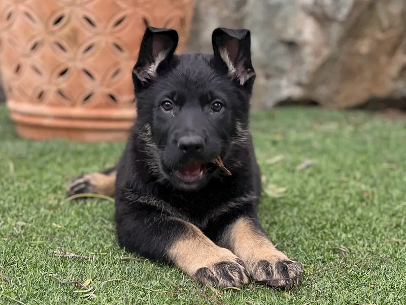 Cachorro de pastor alemán negro sobre el césped