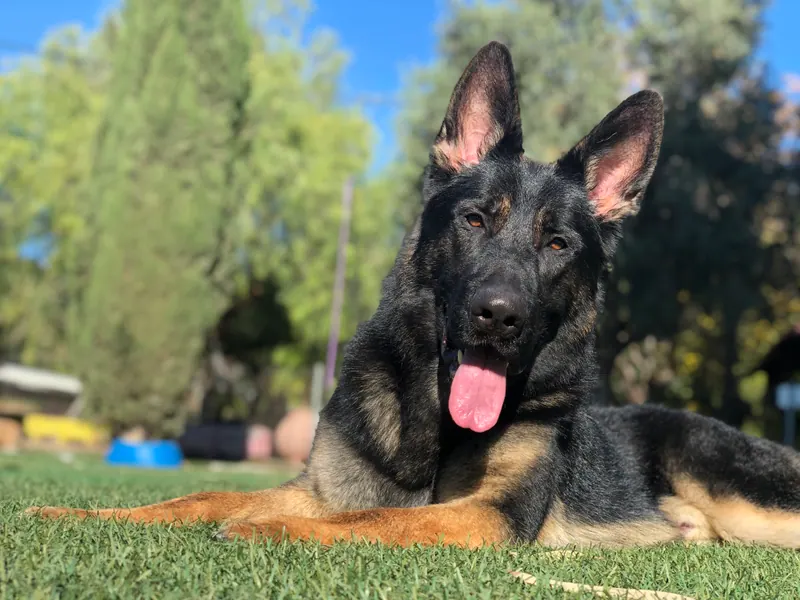 Pastor alemán tumbado sobre el césped